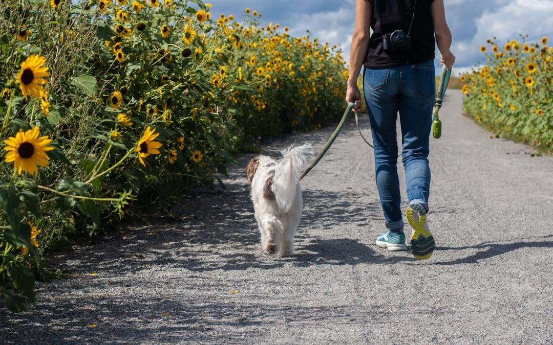URGENT | Public urged not to walk dogs during the middle of the day with temperatures set to rise to 34c in parts of England and Wales today