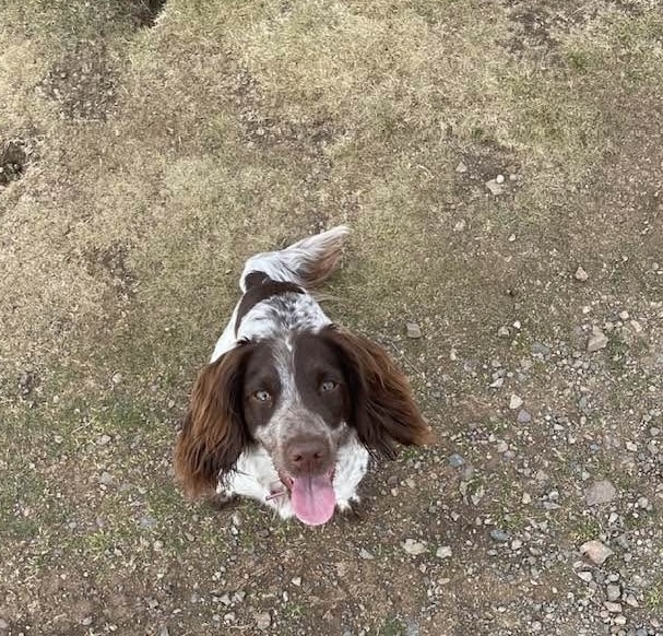 MISSING DOG | Can you help find missing dog Daisy – last seen on Thursday morning