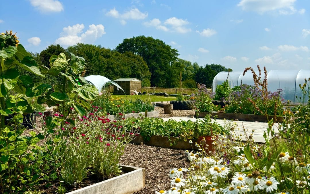 NEWS | Growing Local CIC is celebrating the one-year anniversary of its veg box scheme and the opening of their children’s education garden at The Southside Farm