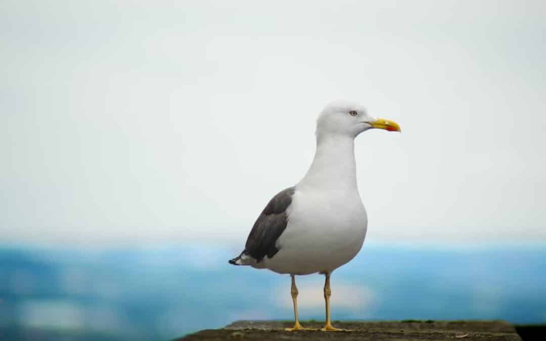 NEWS | ‘Watch your food’ when walking around Hereford city centre says Georgia after terrifying attack by a Gull