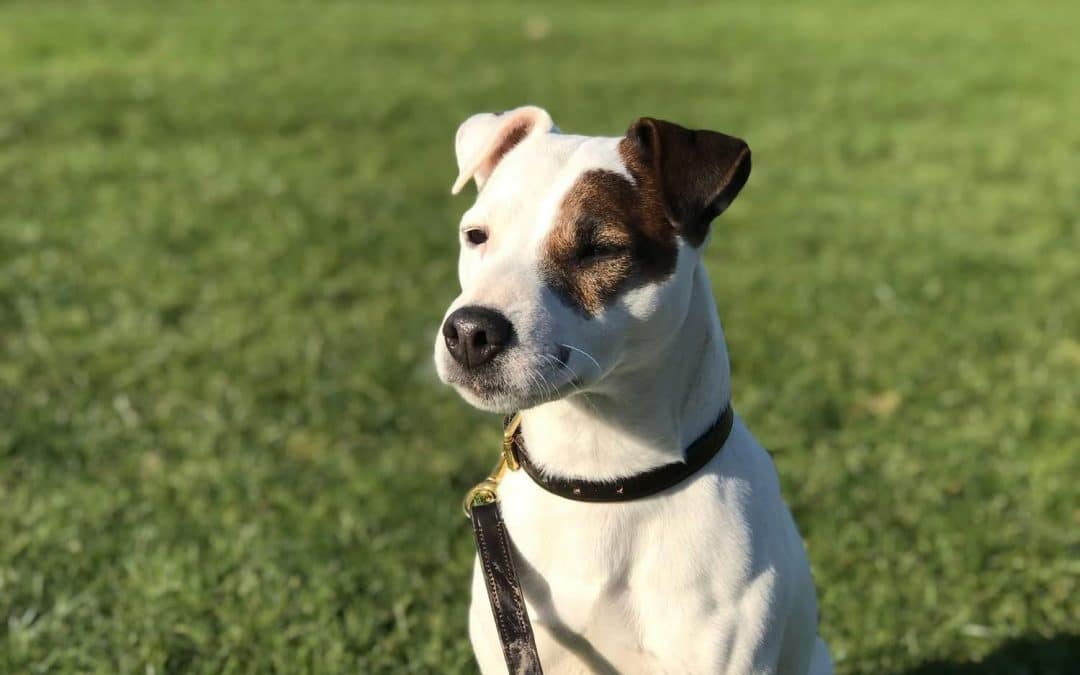 MISSING DOG | Can you help find missing dog Stanley? Last seen on Sunday evening