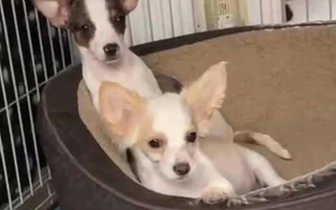 HELP! | Can you help Hereford and Worcester Animal Rescue find a home for Carson and Bates?