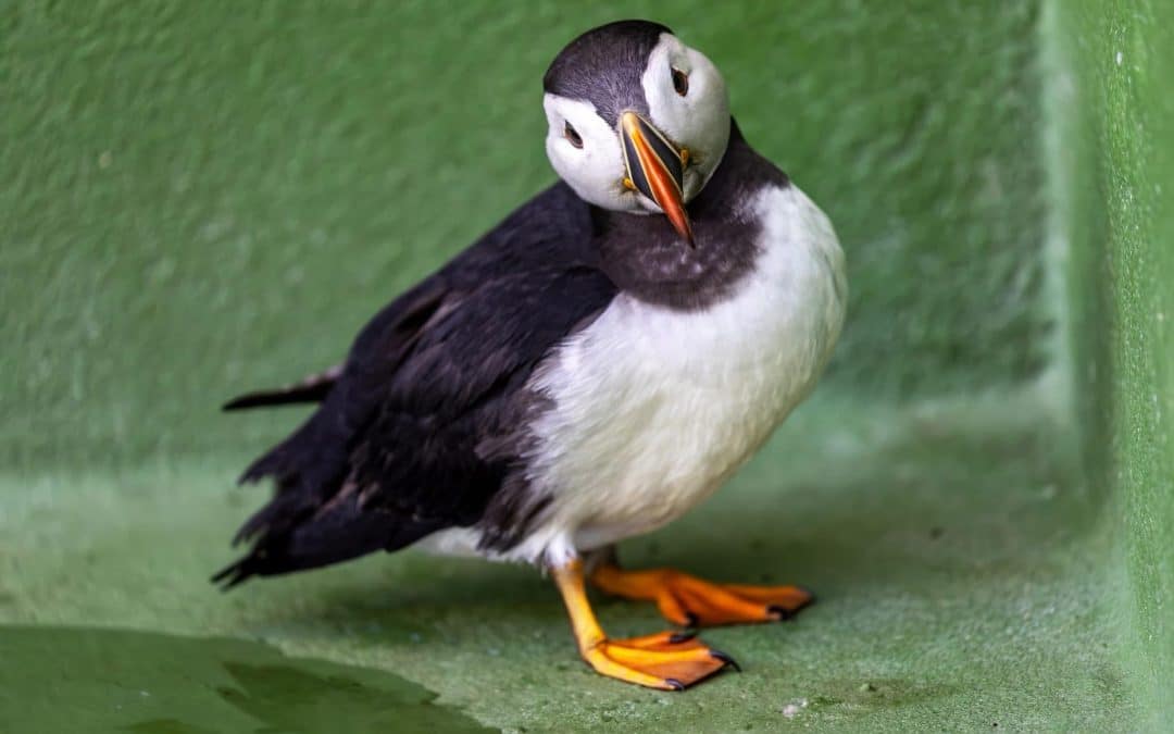 NEWS | The RSPCA has provided an update on Oona – the Puffin that was found in Hereford!