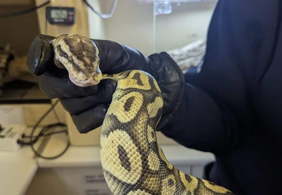 NEWS | The RSPCA is warning the public to expect an increase in reports of stray snakes due to the recent warmer weather