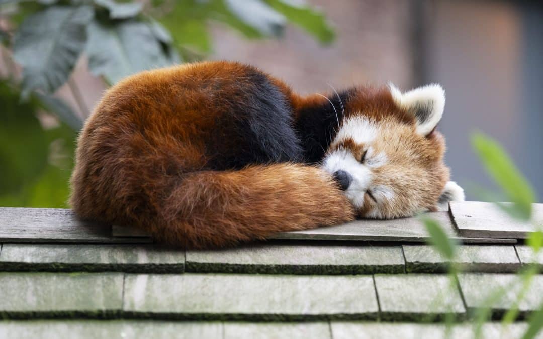 FEATURED | Red Panda Cub Twins born at West Midlands Safari Park in a milestone moment for the endangered species