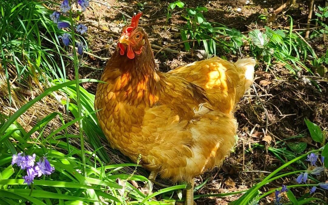 URGENT | Hundreds of Hens need homes by this weekend to save them from slaughter