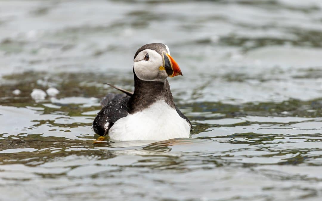 NEWS | Scenic route: Puffin released back into the wild after being found 110 miles inland in Herefordshire