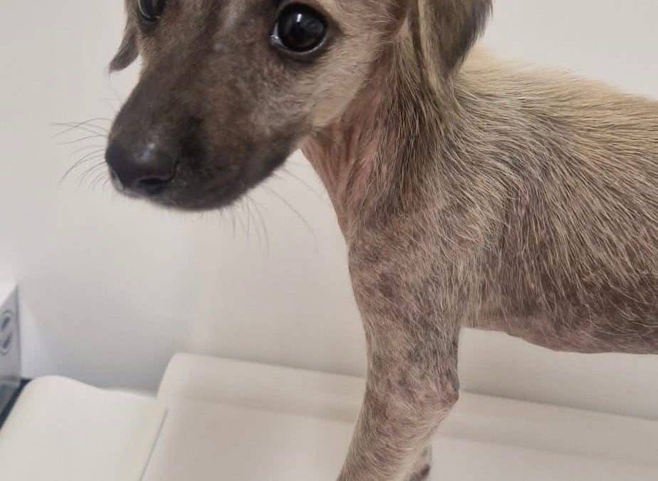 HELP! | Can you help Hereford and Worcester Animal Rescue find the owners of this dog that was found under a hedge in Herefordshire?