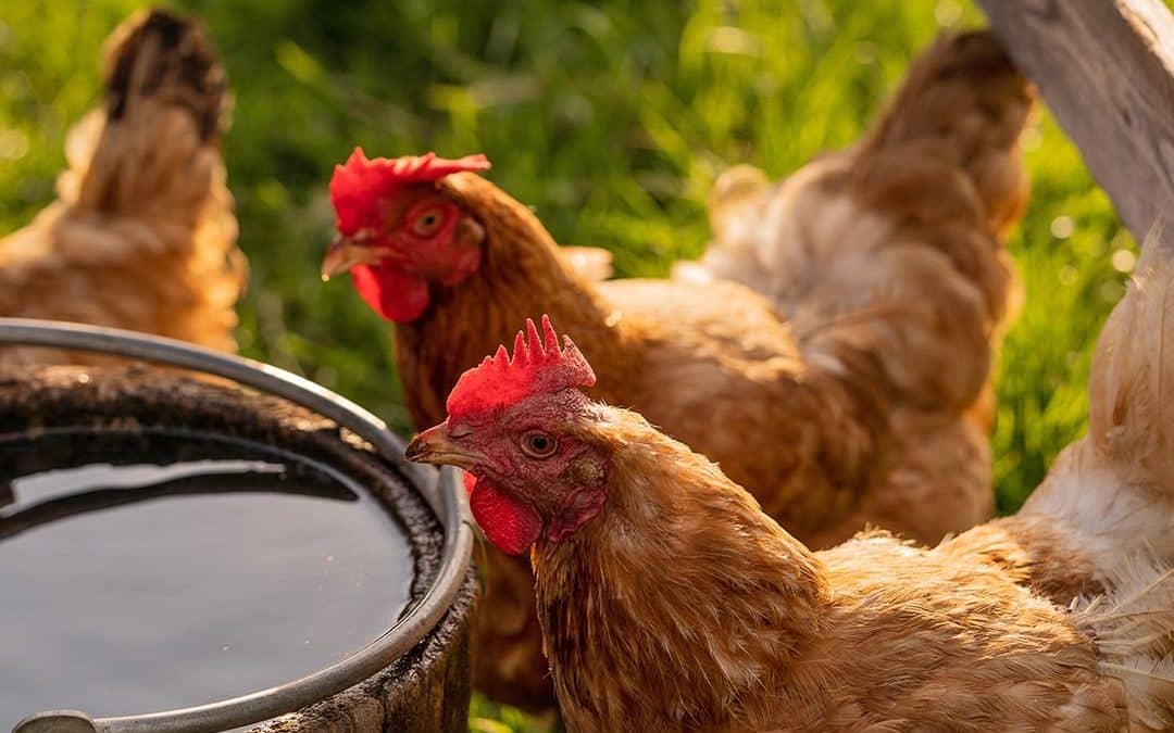 HELP! | Last chance to save hundreds of Hens that need homes by this weekend from slaughter