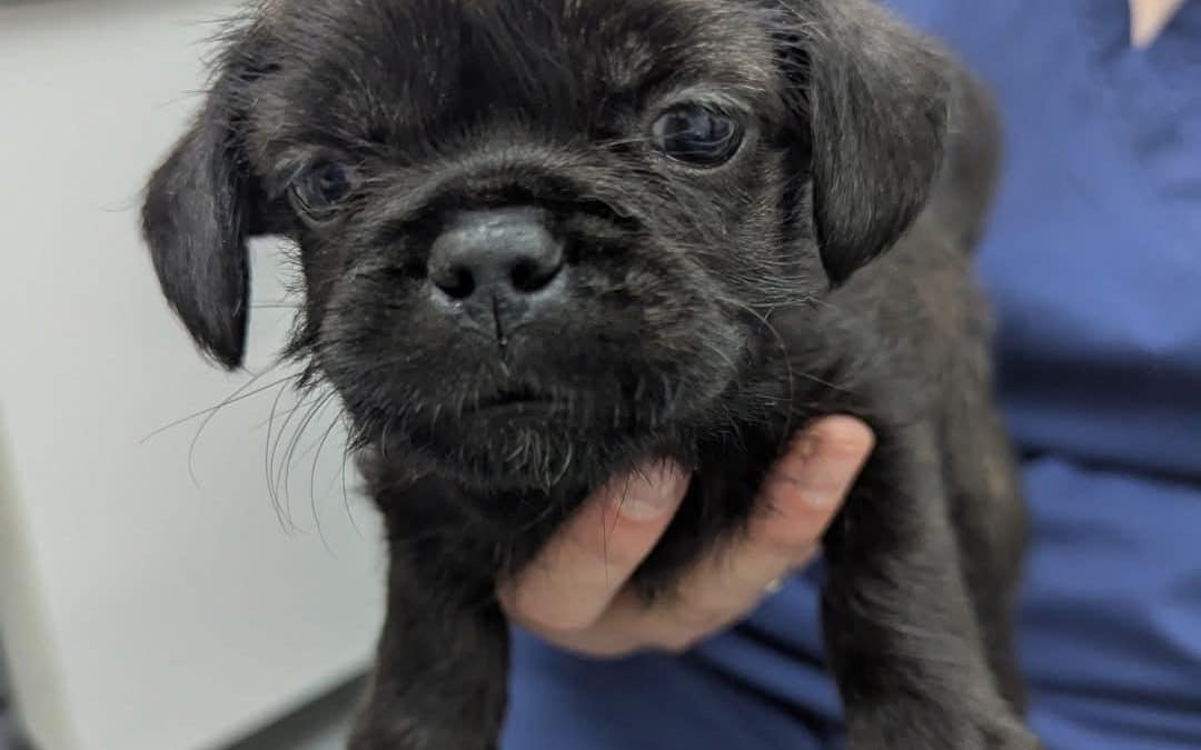 HELP! | Six puppies found in a black bin bag by a roadside are looking for their forever homes