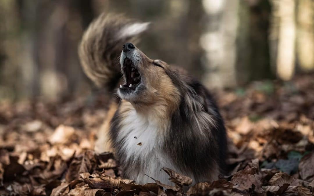 NEWS | Local residents are being encouraged to be mindful of their neighbours this summer by avoiding noise pollution – and to be aware of how to report noise complaints