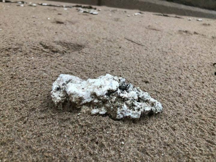NEWS | Visitors to a beach in Wales are being asked to remain vigilant due to a substance washing ashore that can be fatal to pets