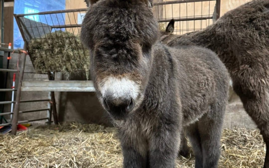 FEATURED | A stunning farm park with beautiful animals, brilliant food, bouncy castles, soft play, zip wires and a farm shop!