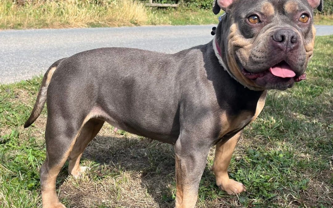 HELP! | Can you help Hereford and Worcester Animal Rescue find a home for beautiful Harriet?