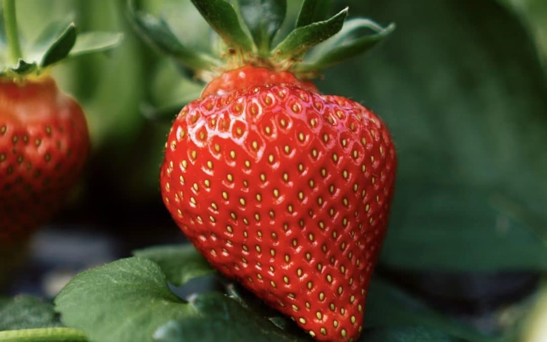 NEWS | Police informed following a number of concerning incidents at Strawberry sites in Herefordshire