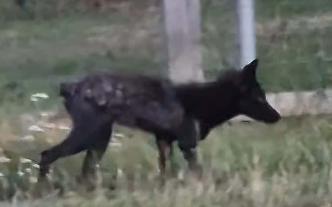 NEWS | Possible sightings of a rare black fox reported in one part of Herefordshire