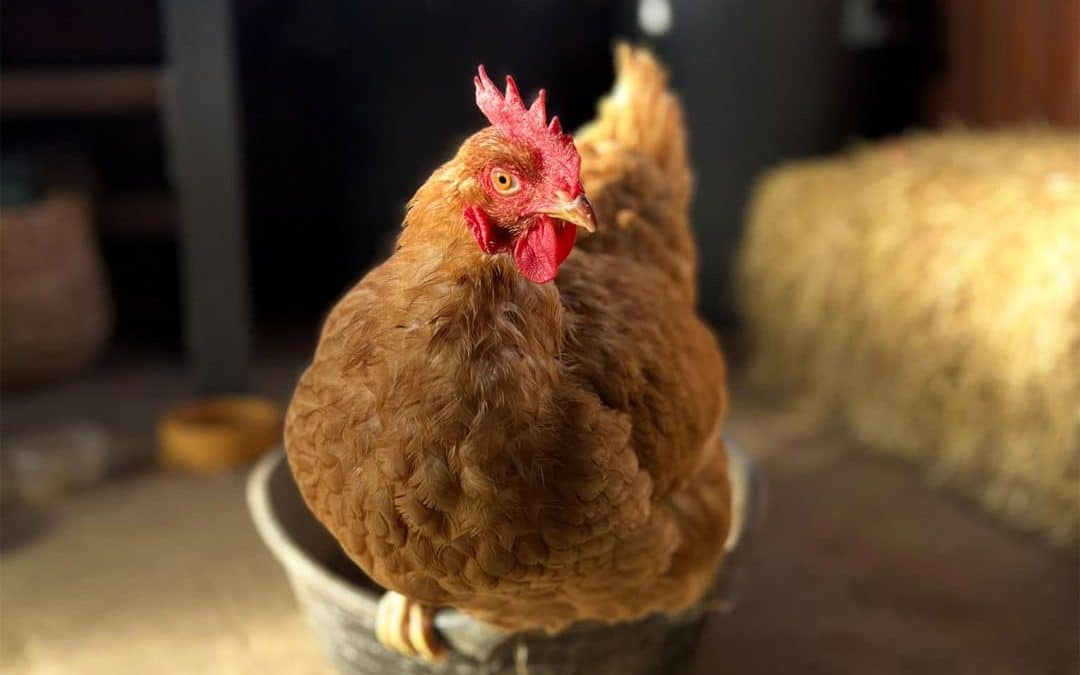 HELP! | The British Hen Welfare Trust is attempting to rehome thousands of Hens this August