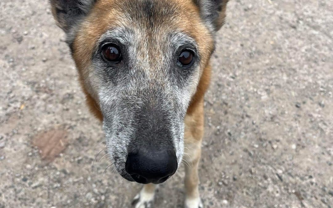 STRAY DOG | An appeal has been launched to find the owner of a stray dog in Herefordshire