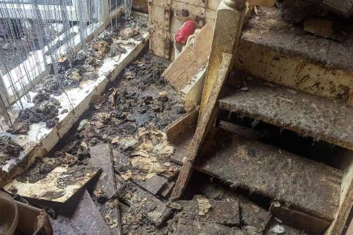 NEWS | A couple who kept 43 pedigree cats in appalling conditions at their home have been disqualified from keeping animals for three years