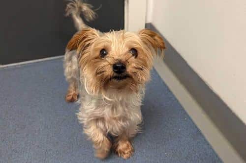 NEWS | A woman has been banned from keeping canines for 18 months after leaving her pet dog with a number of untreated fractures