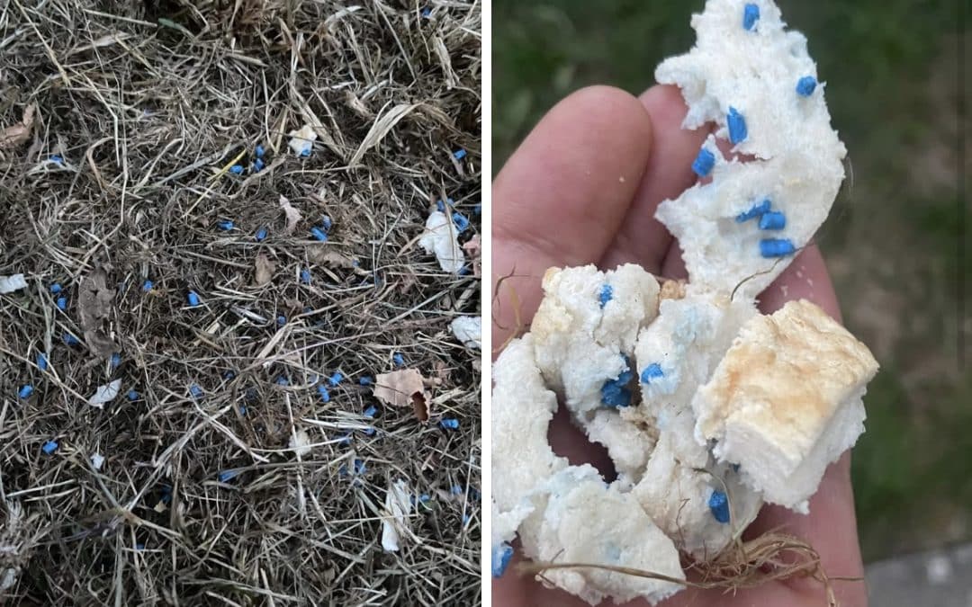 NEWS | Pet owners urged to remain vigilant after rat poison was found in one area of Hereford