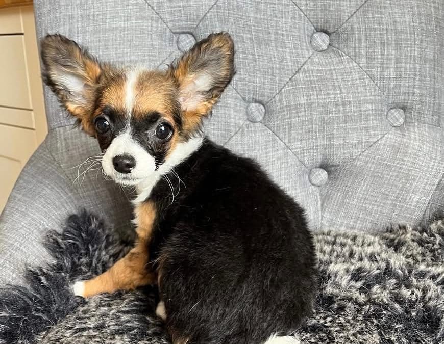 NEWS | Hereford and Worcester Animal Rescue provide update on five adorable puppies that ended up with them unexpectedly
