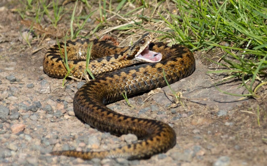 BREAKING NEWS | Warning issued to dog walkers after reports that a dog has died after being bitten by a snake in Hereford