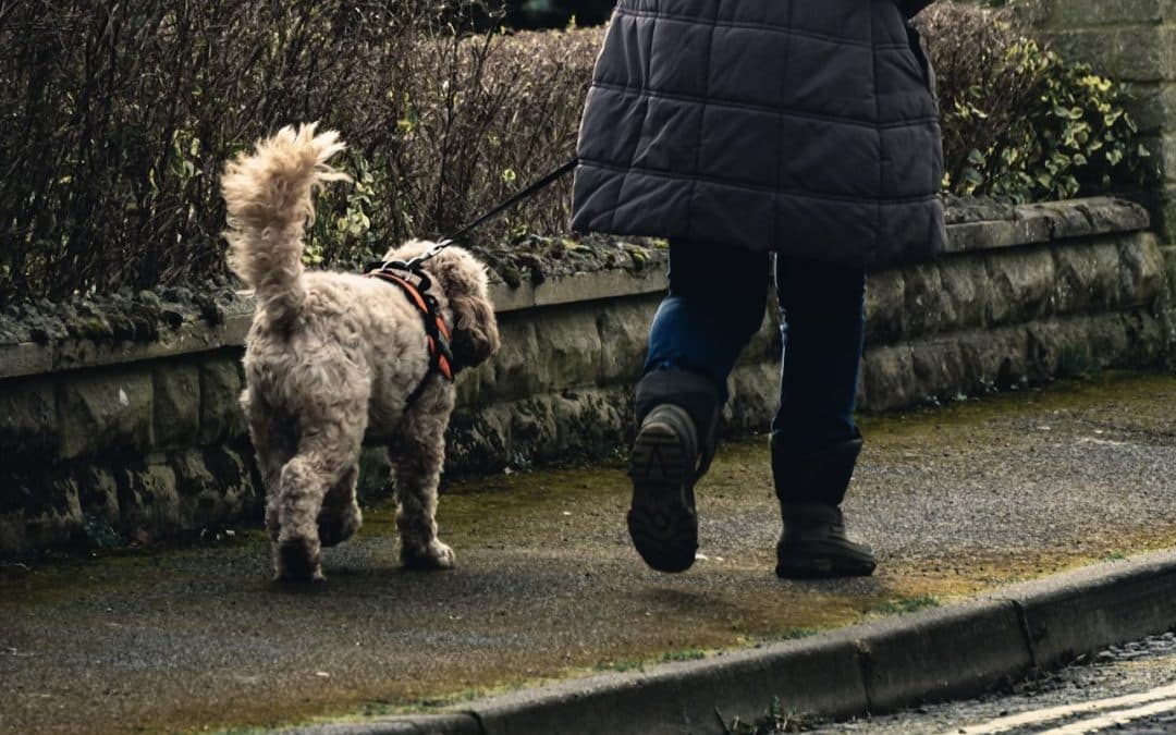 NEWS | Important information for dog owners after reports of cases of Gastroenteritis in dogs in a Herefordshire village 