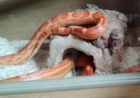 HELP! | Can you help find a snake that has escaped in Leominster?