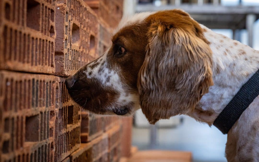 NEWS | Guardians on Four Legs: RAF Police Dogs at the Heart of Enabling Air and Space Power Worldwide