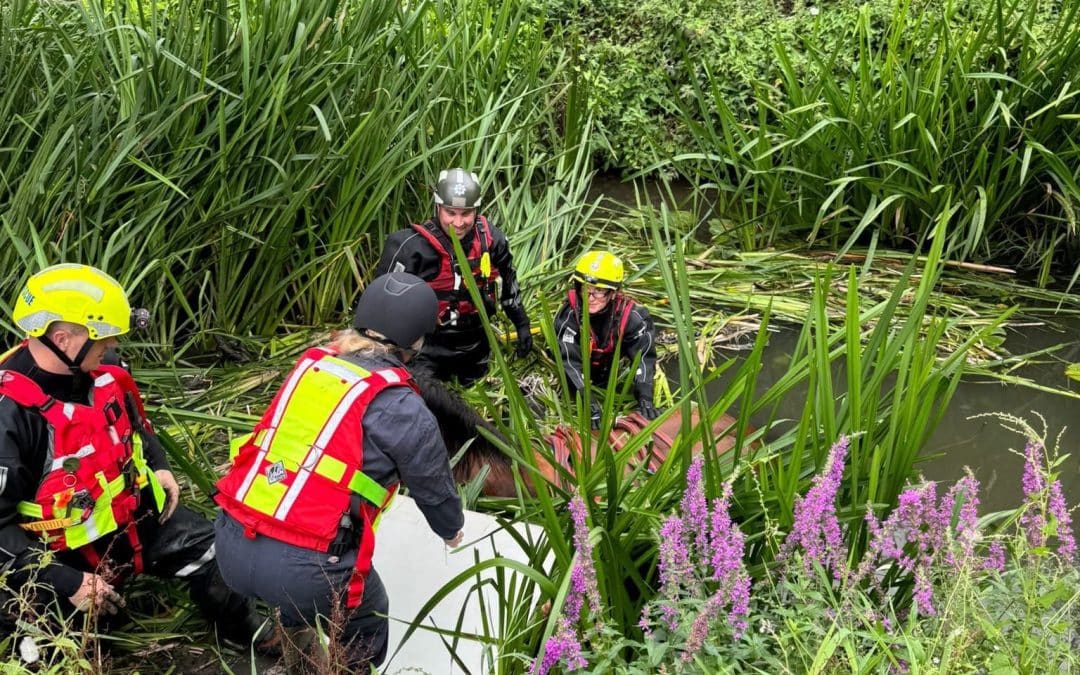 NEWS | Fire crews help to rescue a horse that had fallen down an embankment and into a ditch