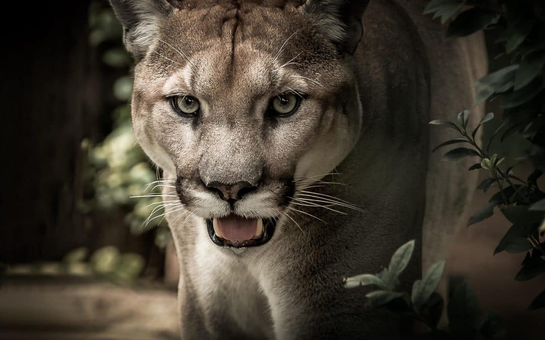NEWS | A member of the public spots ‘big cat’ in a Herefordshire village