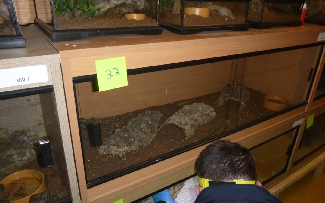 NEWS | A man has been sentenced for his involvement in a case involving 1,800 exotic animals – one of the biggest exotics operations the RSPCA has investigated