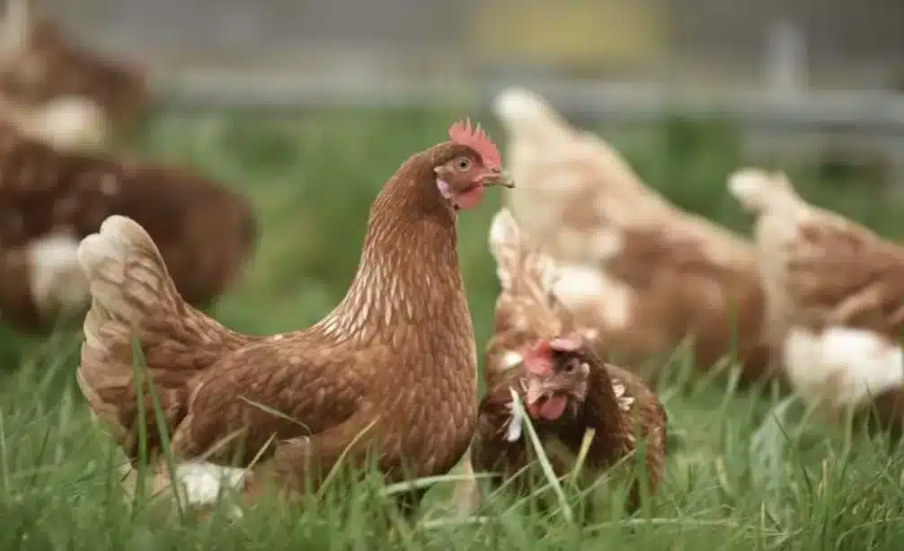 BREAKING | All poultry to be humanely culled at two commercial premises after Bird Flu was confirmed this weekend