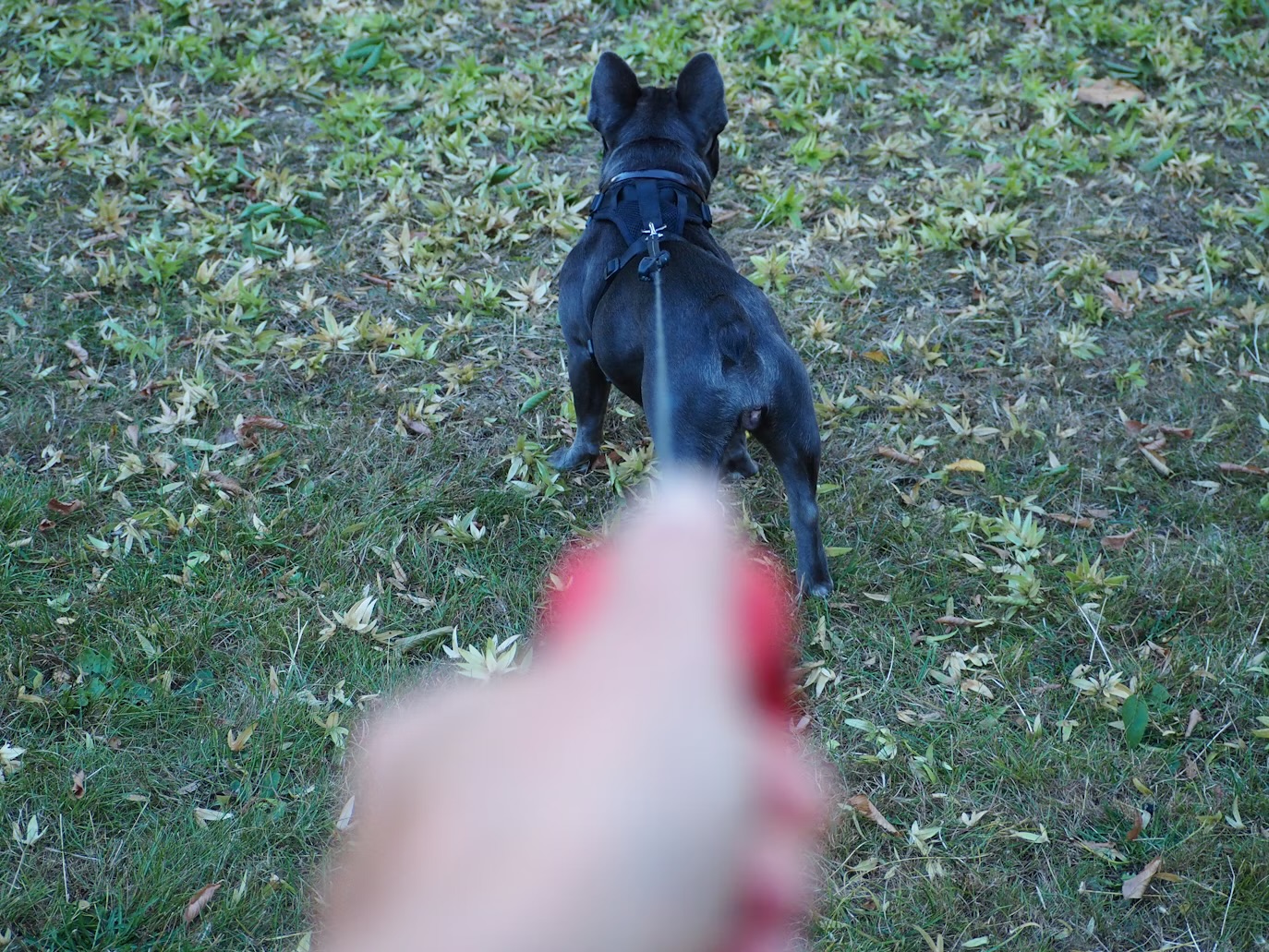 UK NEWS | New law comes into force to protect farm animals from dog attacks