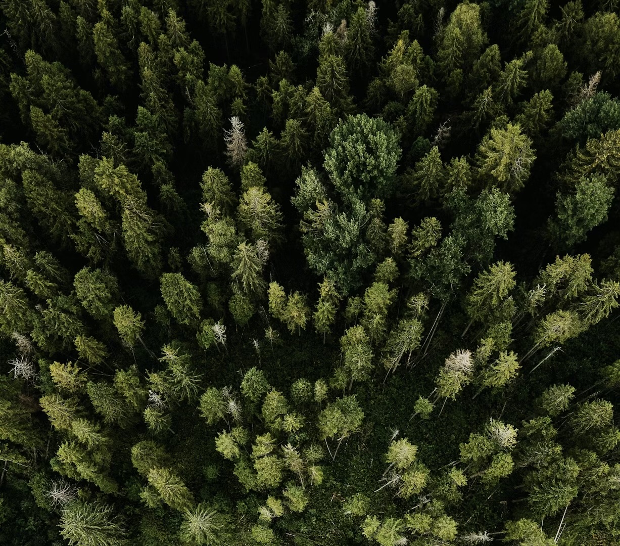 NEWS | Tree disease restrictions lifted across seven counties in England — including Herefordshire