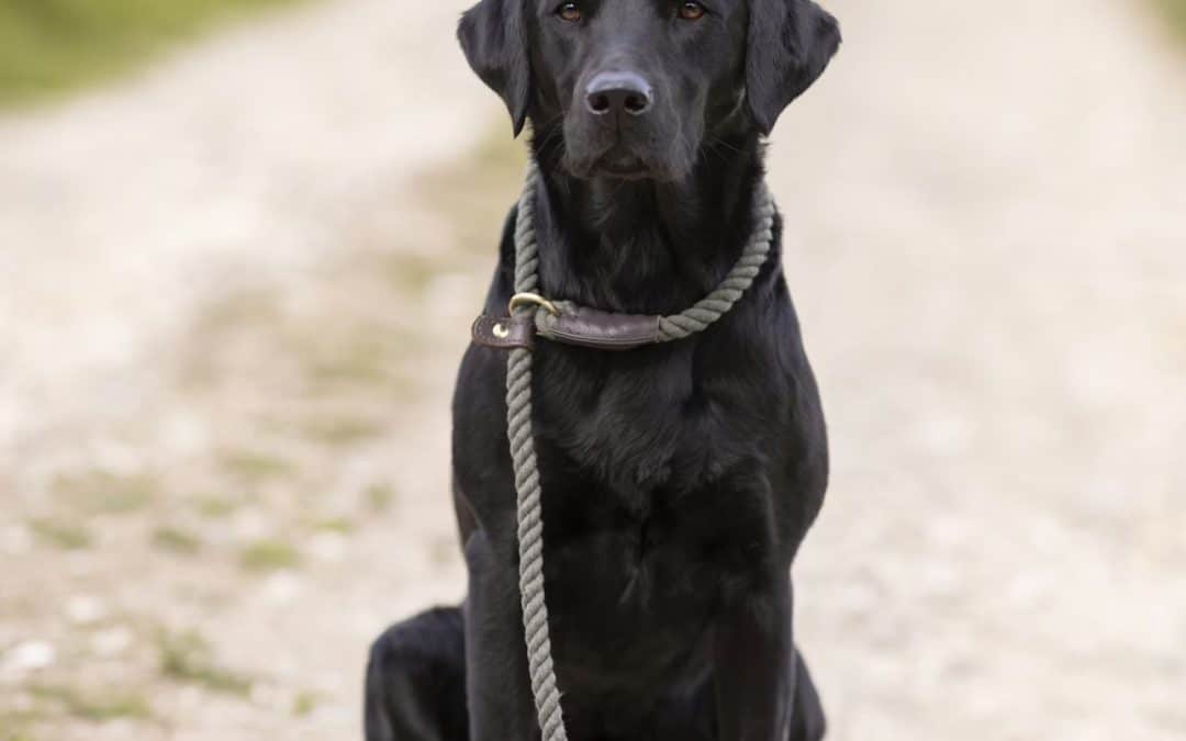 UK NEWS | UK Government issues important message to all cat and dog owners