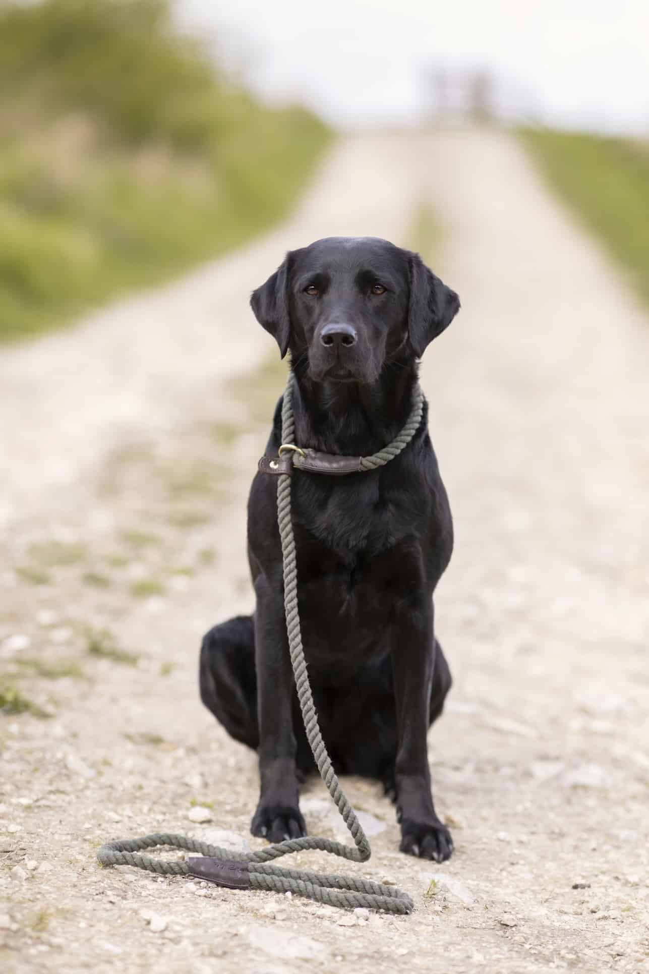 UK NEWS | UK Government issues important message to all cat and dog owners