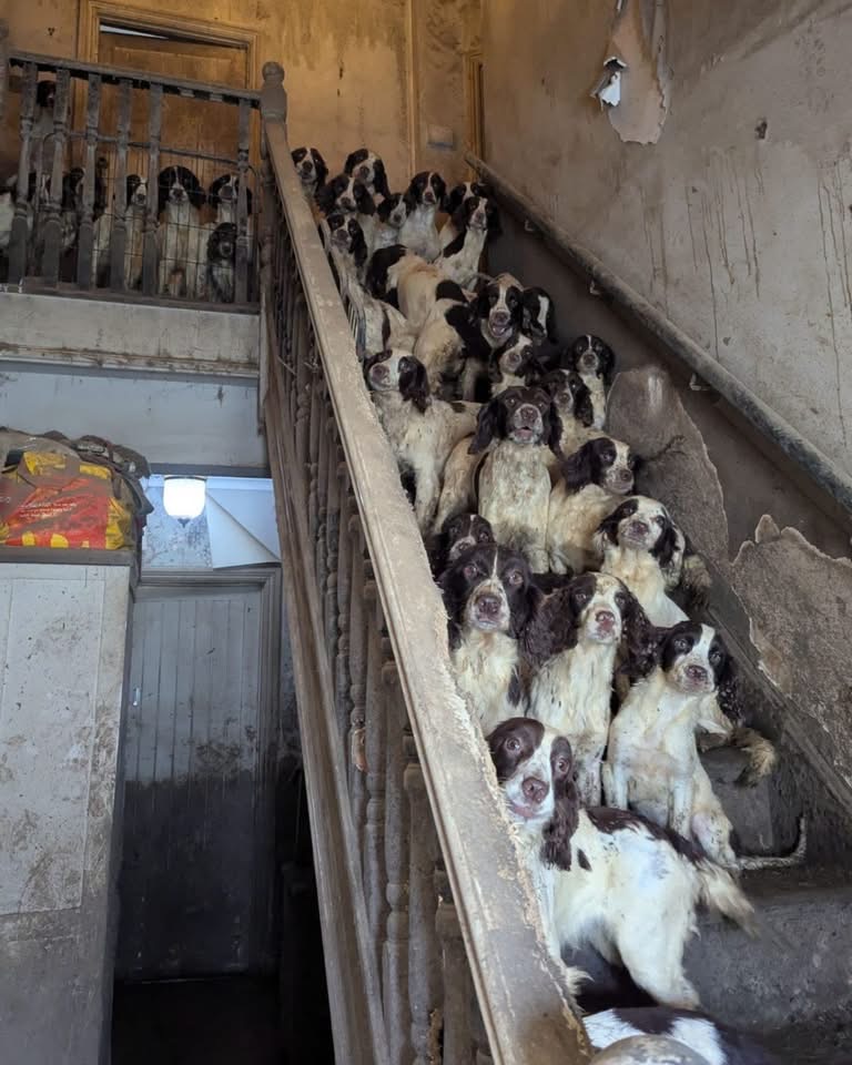 NEWS | A man has been found guilty of neglecting 84 dogs and two cats who were living in ‘appalling’ conditions