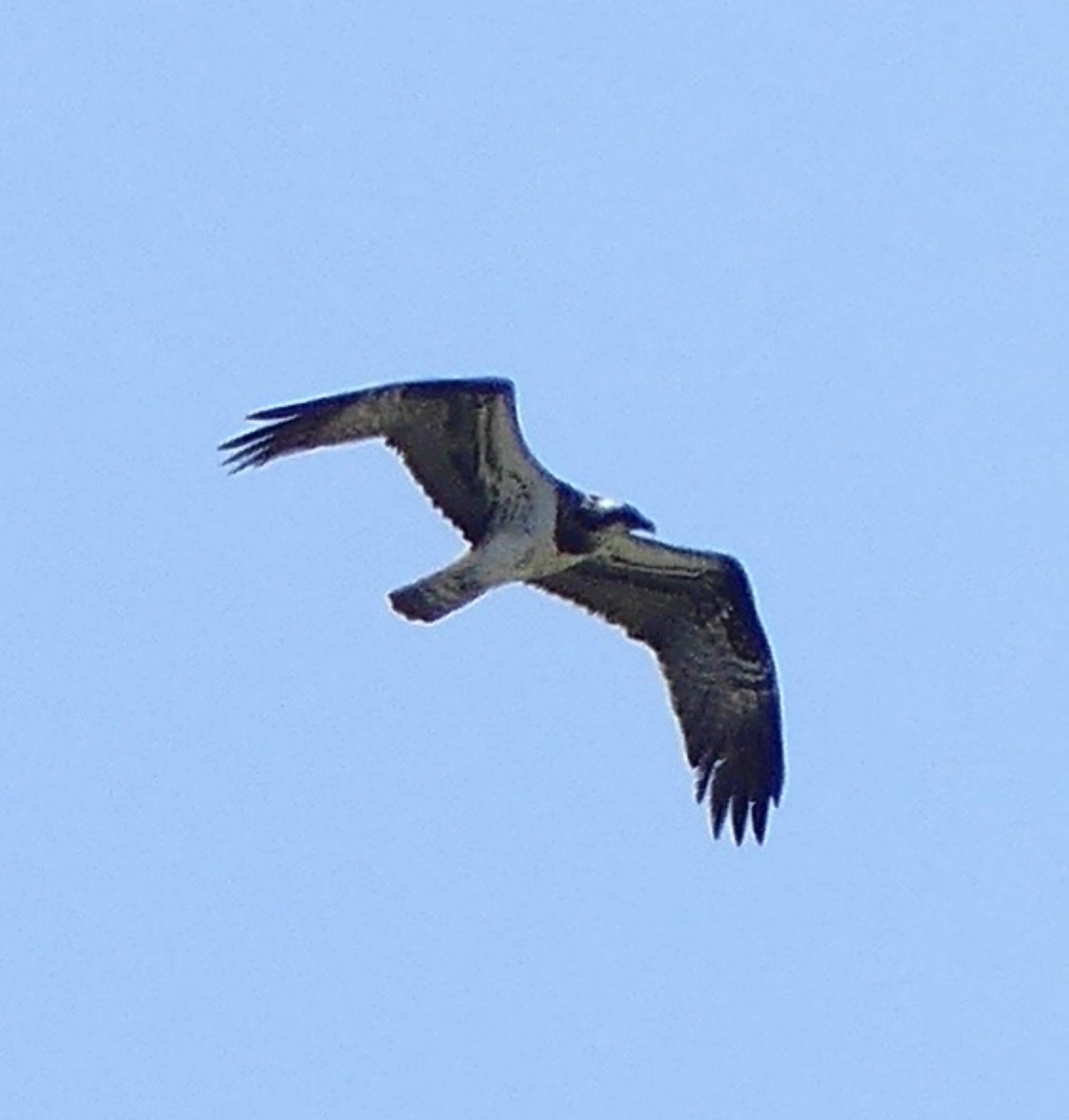 REVEALED | Ospreys Make History with First Successful Breeding in Herefordshire